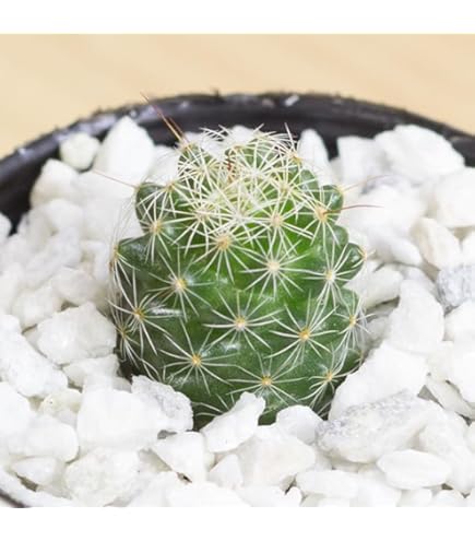 Amazon｜サボテン：フライレア 豹の子（ひょうのこ）*｜観葉植物