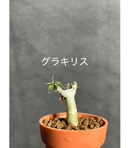 Amazon.co.jp: パキポディウム グラキリス 短枝 手乗り 発根済み 鉢