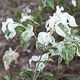 ヤマボウシ：七変化（しちへんげ）5号ポット ノーブランド品