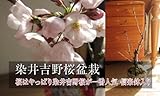 ソメイヨシノ桜　　染井吉野桜盆栽　　桜盆栽