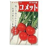 廿日大根 種 コメット 小袋（約1dl）