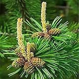 100 Seed/Bag Japanese Pine Seeds Perennial Evergreen Tree Seeds Flowers Bonsai Pinus Plants Garden 2