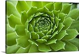 David Chapmanプレミアムシックラップキャンバス壁アート印刷題名Succulent 36" x 24" 1421098_24_36x24_none