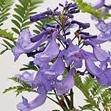 熱帯植物　わい性ジャカランダ「ブルーブロッサムビューイング」の苗木