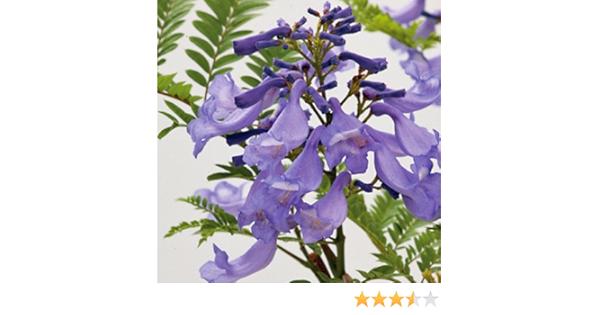 Amazon 熱帯植物 わい性ジャカランダ ブルーブロッサムビューイング の苗木 花