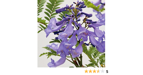 Amazon 熱帯植物 わい性ジャカランダ ブルーブロッサムビューイング の苗木 花
