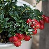 樺太大実コケモモ3号ポット 2株セット[甘酸っぱい実をジャムに！] ノーブランド品