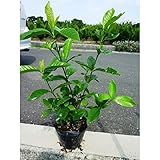 【ノーブランド品】 クチナシ・八重咲き 樹高0.4m前後 15cmポット /