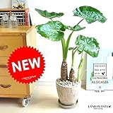 LAND PLANTS クワズイモ 茶色エッグポット