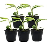 月桃苗 小サイズ（9cmポット）5鉢セット