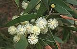 Acacia melanoxylon - Australian Blackwood - 100 seeds