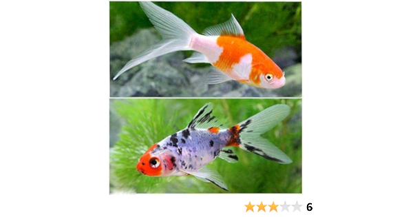 Amazon 国産金魚 金魚セット コメット 朱文金 各１匹 Charm チャーム 観賞魚 水中生物 通販