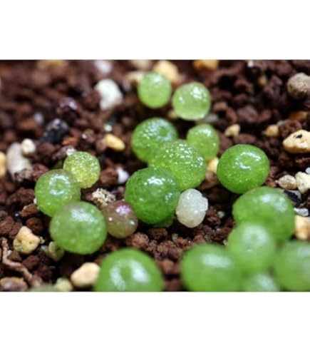 Amazon.co.jp: レア 多肉植物 リトープス 三面体 おばけ 9点