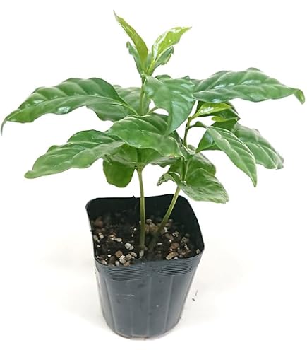 Amazon.co.jp: （観葉植物）コーヒーの木 3号（1ポット） 北海道冬季