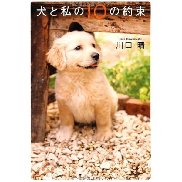 「きな子~見習い警察犬の物語~」DVD発売記念　犬だワンダフルキャンペーン　クイール（限定生産） Amazon.com: 「きな子~見習い警察犬の物語~」DVD発売記念 犬だ
