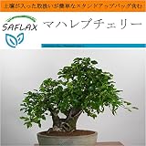 SAFLAX - Garden in the Bag - マハレブチェリー - 30 個の種。- 取扱いが簡単なスタンドアップバッグに栽培用土壌が入っています - Prunus mahaleb