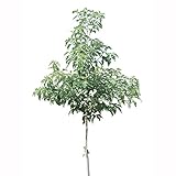 [シンボルツリー]ハナミズキ白花単木樹高1.8m前後[落葉樹・シンボルツリーに！] ノーブランド品