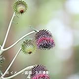 山菜苗:オヤマボクチ(雄山火口) 10.5cmポット苗【紫桜館山の花屋】