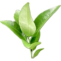 注文用ページ、アゲハ幼虫餌、枝付き(長く日持ちが良い)葉、ランダム、春の一番新芽 注文用ページ、アゲハ幼虫餌、枝付き(長く日持ちが良い)葉