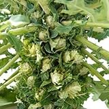 プチベール 苗 ホワイト 10.5cmポット 非結球芽キャベツ 1ポット