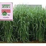 [タネ]エン麦：スタンドオーツ 2kg [春・秋月まき エンバク 硬盤破砕、防風、敷き藁] ノーブランド品