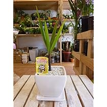 Amazon｜金運アップのトックリヤシ（徳利椰子・ボトルパーム