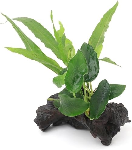 Amazon.co.jp: （水草）アヌビアスナナ プチ 溶岩石小粒（水上葉）（1 