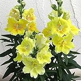 キンギョソウ（八重咲キンギョソウ）：トゥイニー　イエローシェード3～3.5号ポット 6株セット ノーブランド品