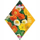 [春・秋まき　花タネ][フランス花の種]アイスランドポピーミックス* ノーブランド品