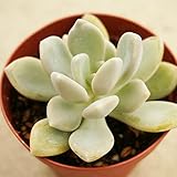ゲッカビジン 月下美人 7.5cmポット グラプトペタルム Epiphyllum oxypetalum 福岡県産 多肉植物 多肉 観葉植物 インテリアグリーン 寄せ植えに