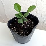 コブミカン（バイマックル） 3号ポット 2株セット ノーブランド品