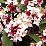 花木苗 沈丁花 1株 / 国華園 24年春商品