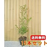 【ノーブランド品】 ボックスウッド 樹高0.3m前後 10.5cmポット 【40本セット】