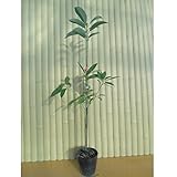 【ノーブランド品】 タブノキ 樹高1.0m前後 15cmポット /