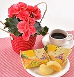 リーガース鉢植(ピンク) みかもの月 花とスイーツ 花鉢 フラワーギフト