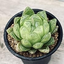 多肉植物 ハオルチア 台湾李氏実生25 Green Beast 51EmPA4oFBL._AC_UL210_SR210,