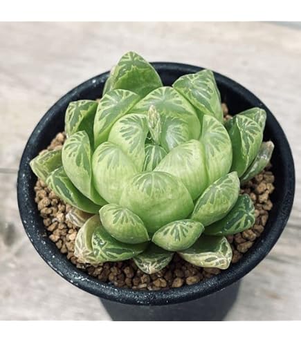 Amazon.co.jp: 多肉植物 ハオルチア 雷影寿錦 鮮明錦 糊斑 : DIY・工具