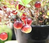 クランベリー（つるこけもも）鉢植え：4.5号　赤い実の付いた植物