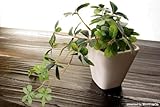 フェイクグリーン シュガーバイン S （人工観葉植物 光触媒加工）