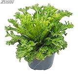 200 PCS中国の様々な種類シダ種子盆栽は鉢植えに作られた高いオーナメントの価値生長が容易に生き残る200Fern4
