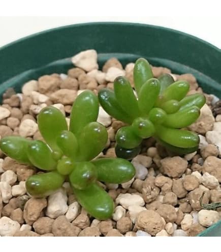 Amazon.co.jp: 多肉植物 セダム属 銘月 めいげつ カット極小苗 7.5cm