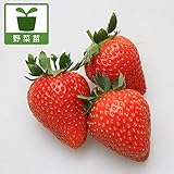 イチゴ：もういっこ3号ポット 6株セット[すっきりした甘さの大実いちごの苗][野菜の苗] ノーブランド品