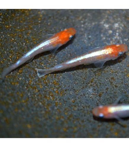 朱光菊リアルロングフィン Amazon | 【広島めだかの里】朱紅菊 リアルロングフィン ︎稚魚8匹