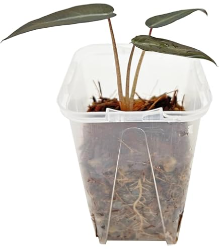 Amazon.co.jp: 観葉植物 希 アロカシア・スティングレイ ②