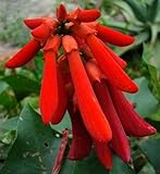 Erythrina humeana - Dwarf coral tree - 10 seeds
