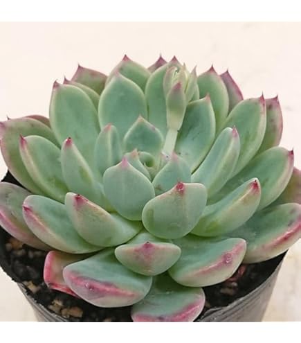 桜鬼　札付き　おらいさんミックスベリア　多肉植物 060【桜鬼】おらいさん苗 ミックスベリア 成長記録 多肉植物