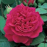 バラ苗 テスオブザダーバービルズ 大苗ＥＲ6Ｌ専用角鉢入 赤系 イングリッシュローズ