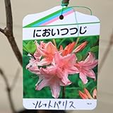 庭木：ニオイツツジ（匂いつつじ）　各種お選び下さい！ 　Ｈ：約60ｃｍ (ソレットパレス)