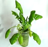 家庭用 野菜の水耕栽培キット「窓際族」（窓辺でほうれん草）