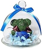 TEATSIGHT(ティートサイト) プリザーブドフラワー 枯れないお花 クリスタル付きガラスドーム バラ1輪（ブルー） アニマルモス（クマ） スワロフスキー社製クリスタル1粒 クリアケース入り